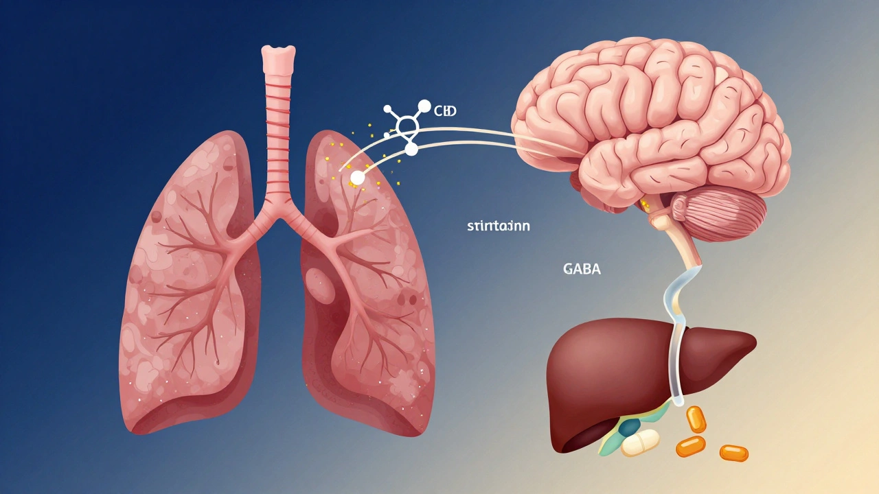 Stilisierte Darstellung des CBD-Weges durch Lunge, Blutbahn und Gehirn mit biochemischen Symbolen.