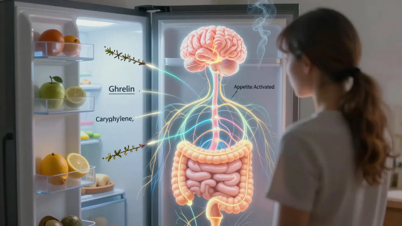 Person vor Kühlschrank, Reflex zeigt Darm-Gehirn-Achse mit Hunger-Signalen und Terpen-Schleifen.