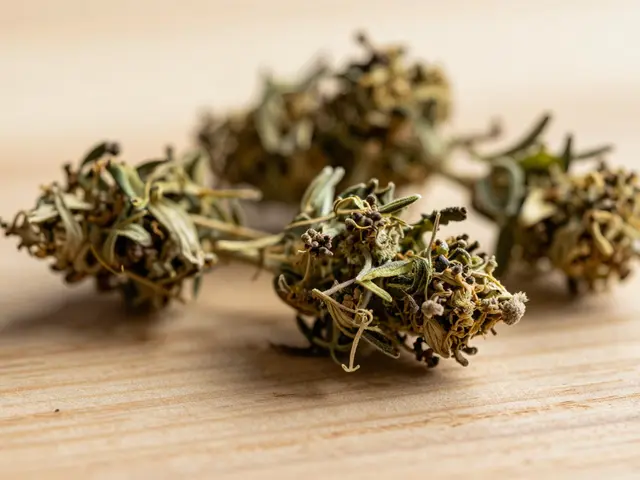 Kann man eine Toleranz gegen CBD-Blüte aufbauen? Fakten und Expertenwissen