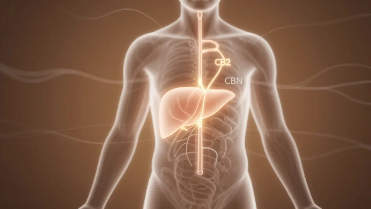 Abstrakte Darstellung des CBN-Stoffwechsels im Körper mit aktiven Rezeptoren in Leber und Immunsystem.