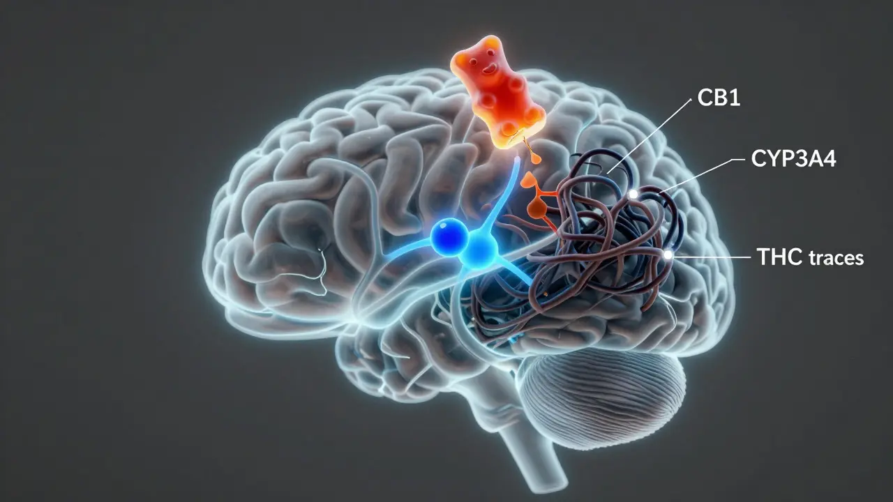 Gehirn mit neuronalen Pfaden, die von CBN und THC beeinflusst werden, symbolisch dargestellt.
