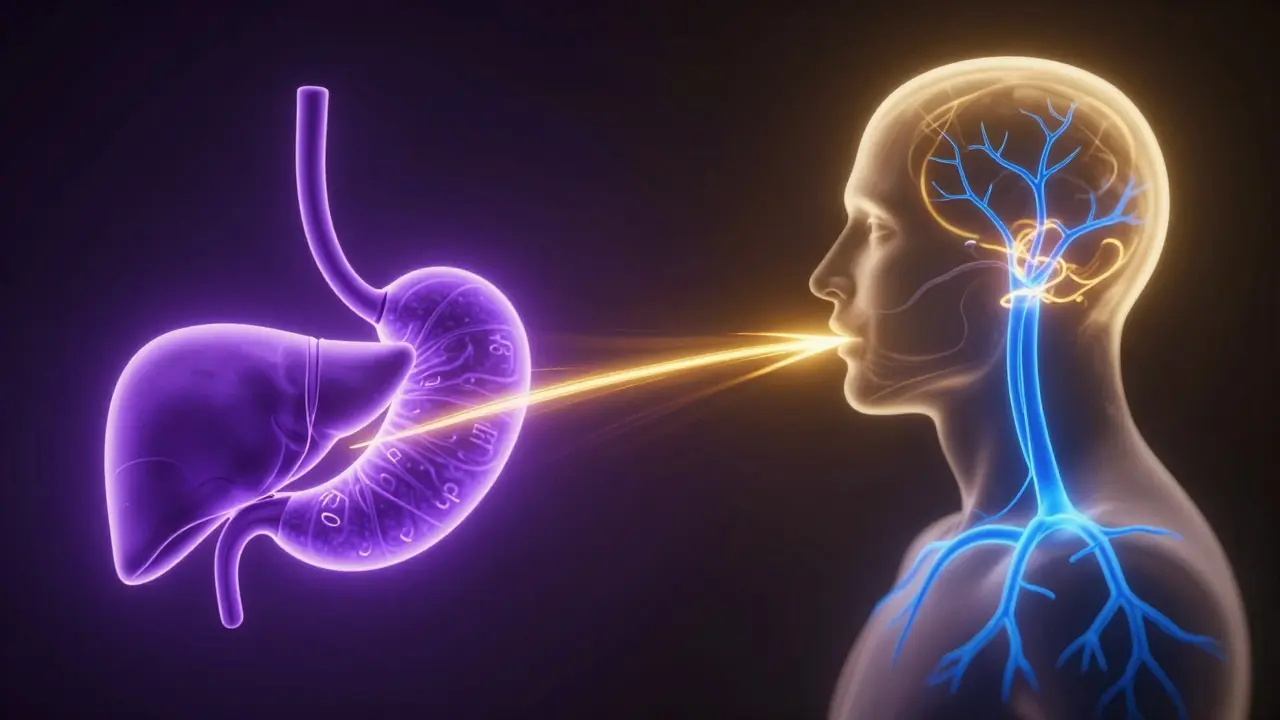Konzeptuelle Darstellung der THC-Aufnahme über die Leber vs. sublingual.