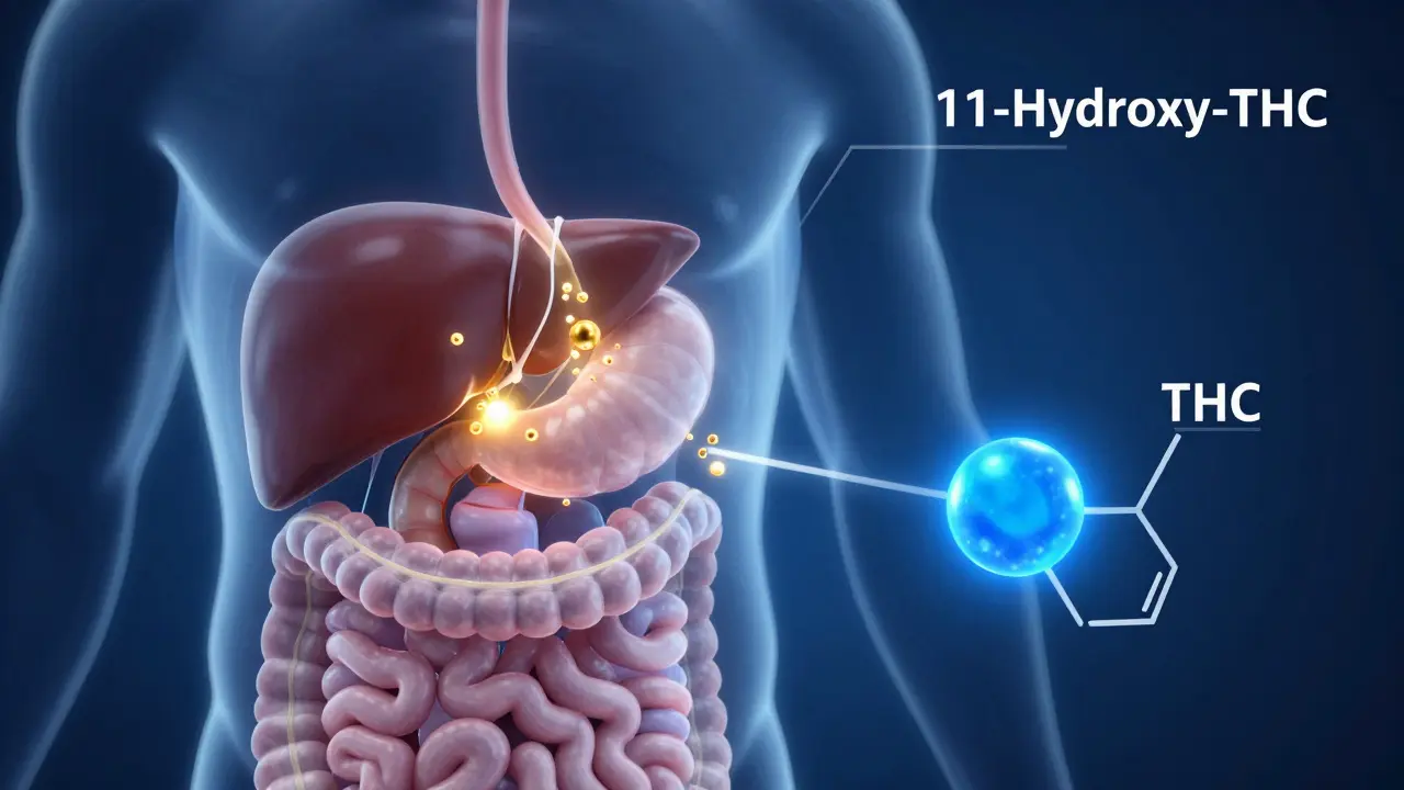 Illustration der Leberwandlung von THC in 11-Hydroxy-THC im Körper