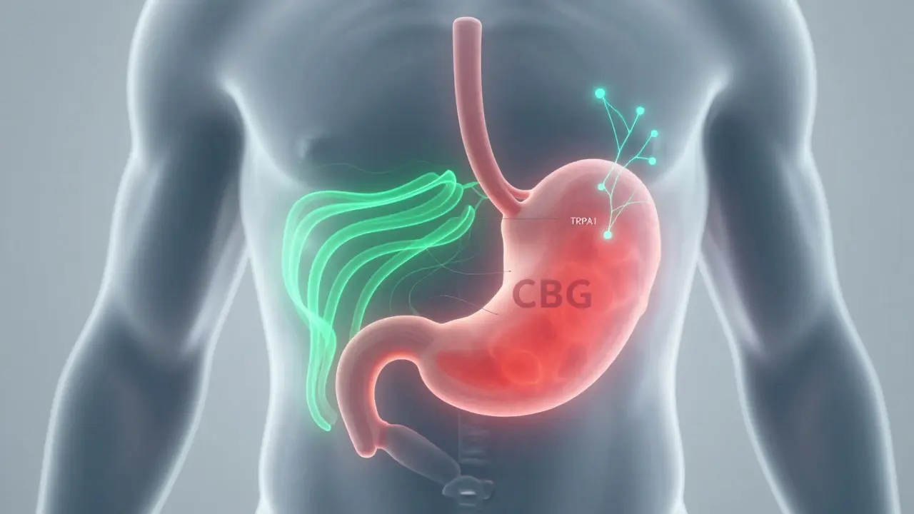 Konzeptuelle Darstellung von CBG, das Magenentzündungen beruhigt