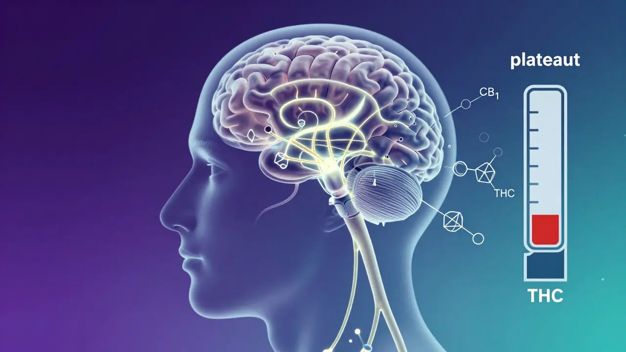 Illustration des Endocannabinoid-Systems im Gehirn mit Rezeptoren