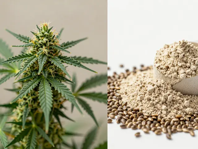 Enthält Hanfprotein CBD? Die klare Antwort zur Zusammensetzung und Sicherheit