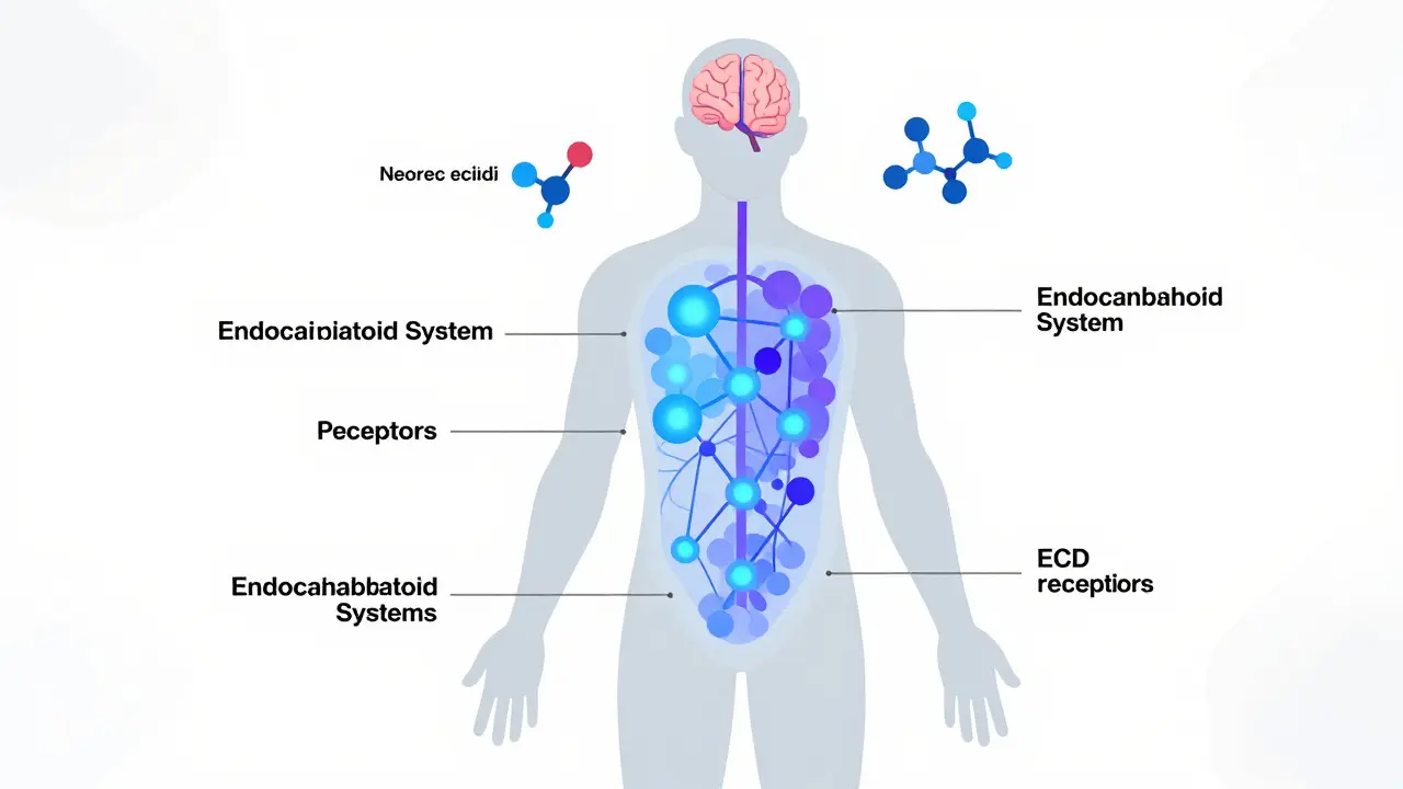 Abstrakte Darstellung des menschlichen Endocannabinoid-Systems als leuchtendes Netzwerk im Körper.